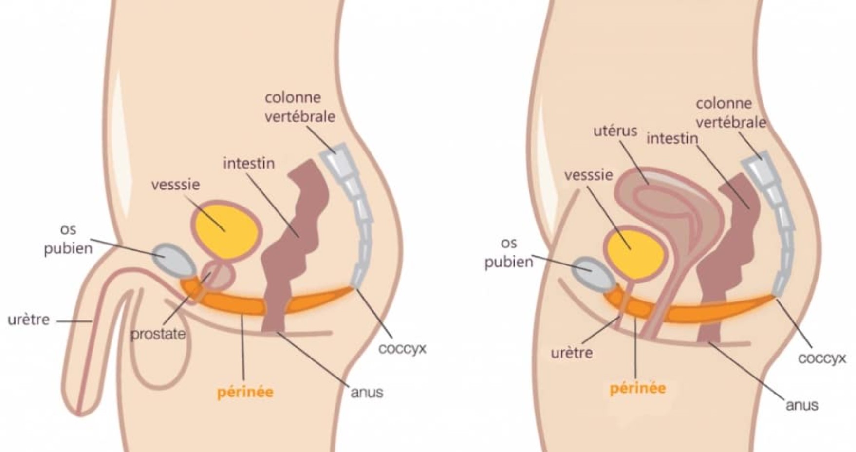 Ostéopathie Périnée